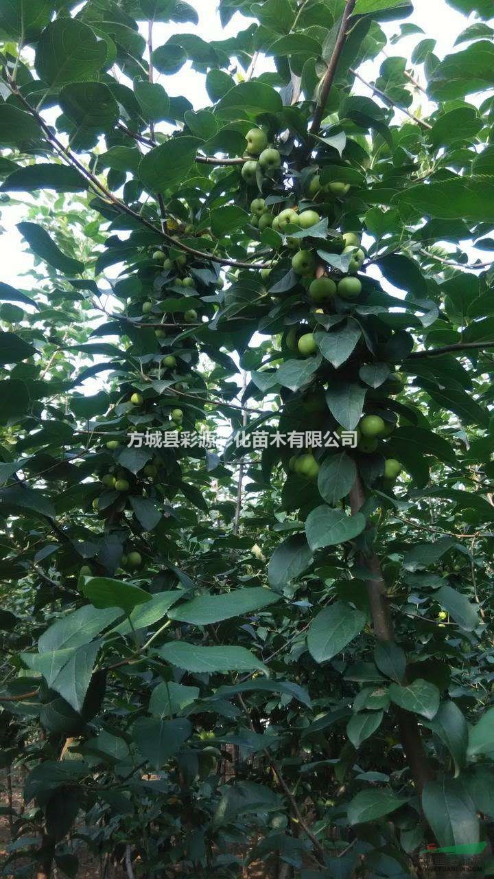 河南供應(yīng)優(yōu)質(zhì)海棠樹，冬紅海棠，垂絲海棠，西府海棠