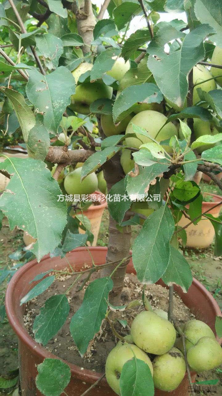 河南供應(yīng)優(yōu)質(zhì)海棠樹，冬紅海棠，垂絲海棠，西府海棠