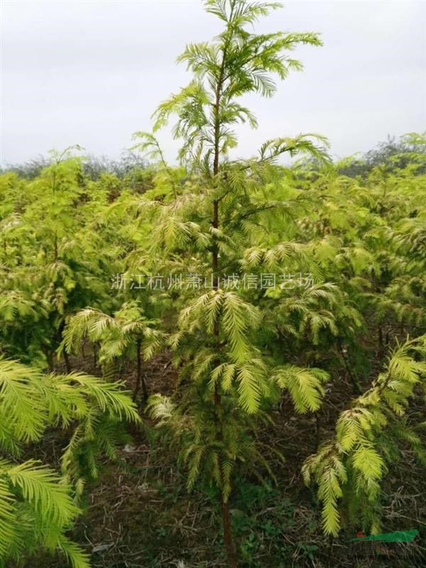 供應(yīng)金葉水杉1～4米高，紅楓，紅梅，西府海