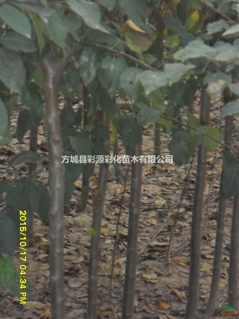南陽直銷海棠樹，低價批發(fā)各種海棠樹苗