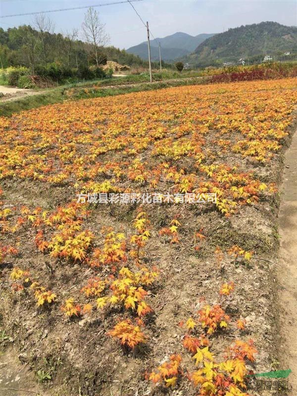 河南供應優(yōu)質日本紅楓，三季紅紅楓，赤楓