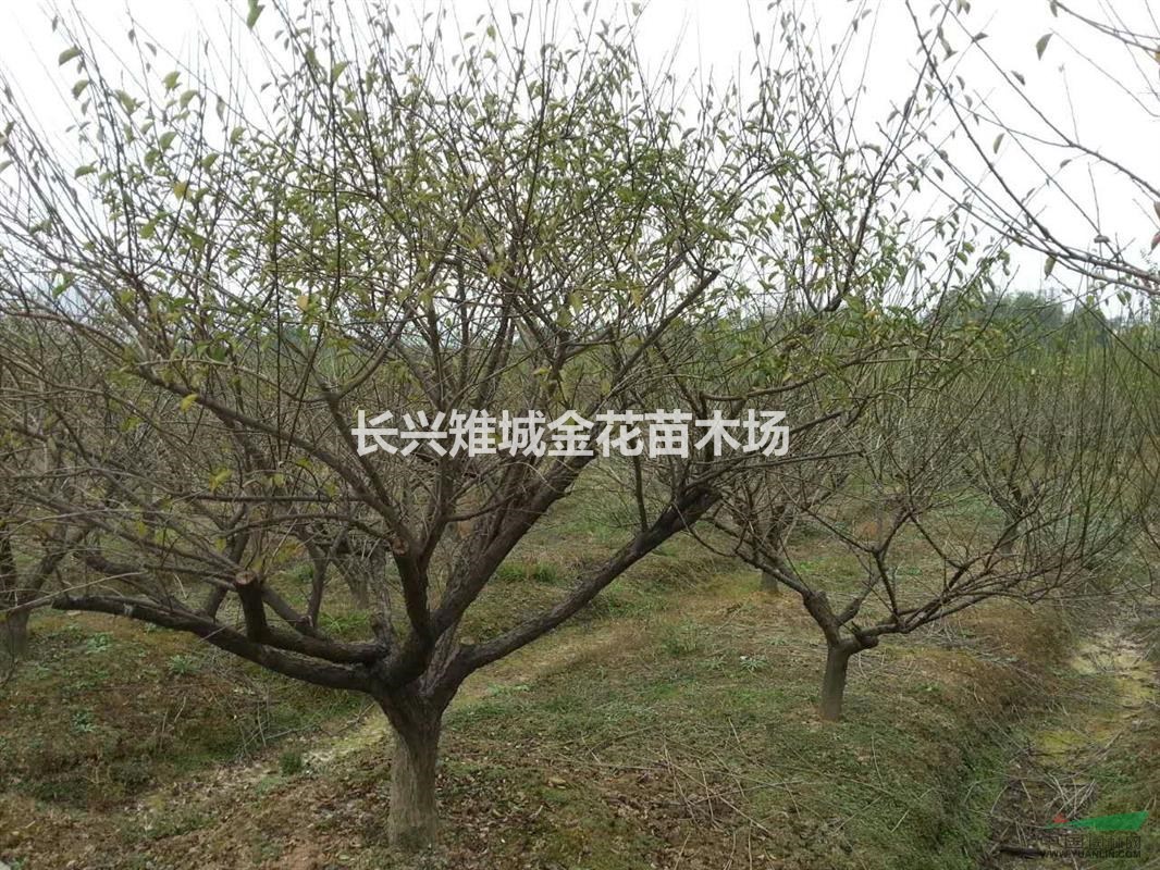 浙江紅梅、最新紅梅基地實(shí)圖