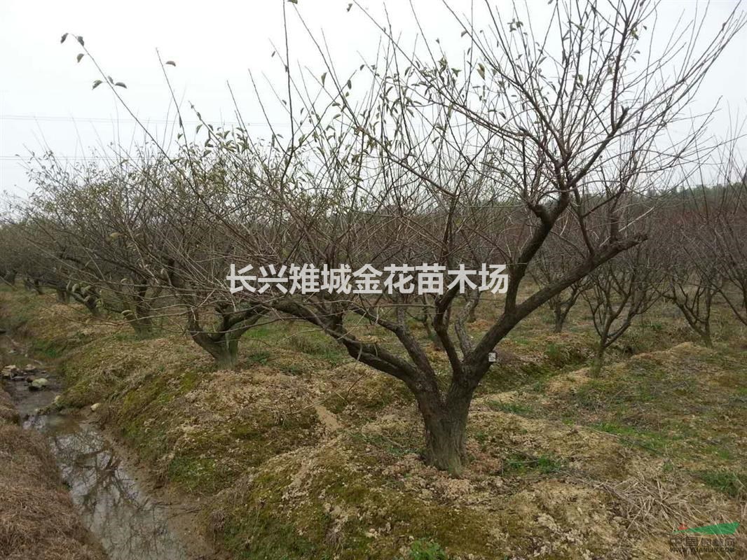 長興紅梅、精品紅梅供應(yīng)