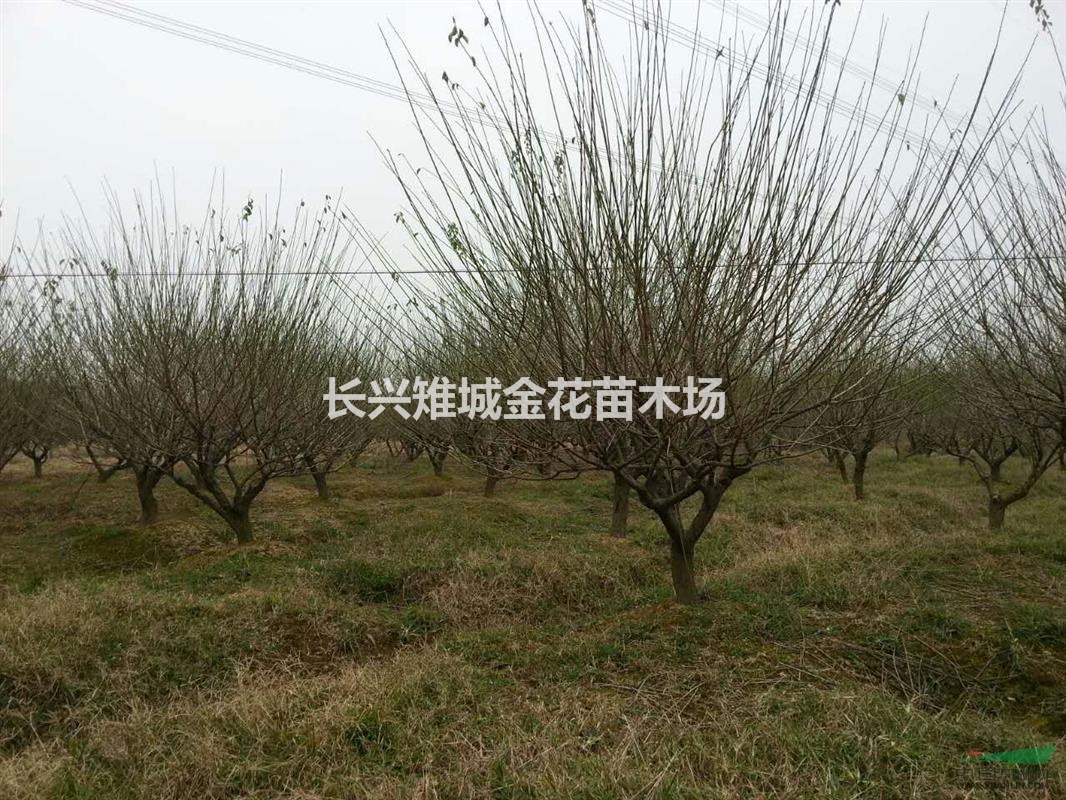 長興紅梅、精品紅梅供應(yīng)