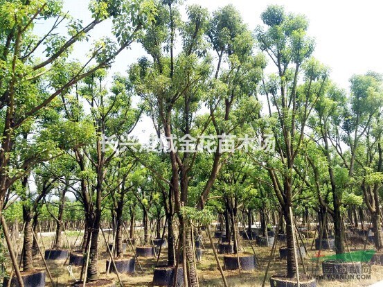 長興假植香樟、浙江香樟基地