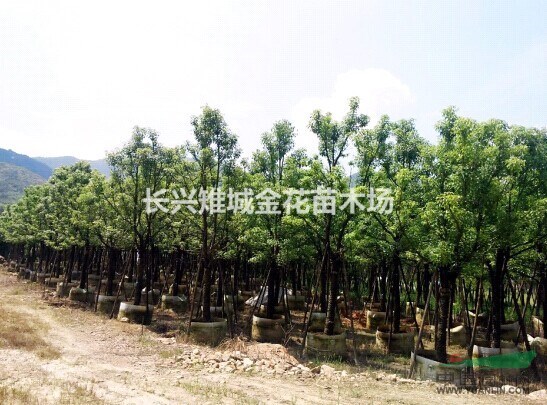長興假植香樟、浙江香樟基地