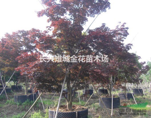 長(zhǎng)興紅楓價(jià)格、浙江供應(yīng)紅楓