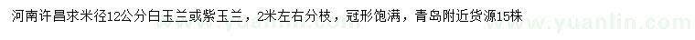 求購米徑12公分白玉蘭、紫玉蘭