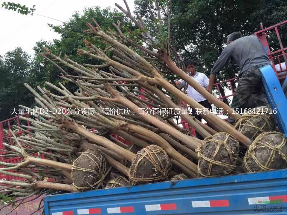 浙江地區(qū)大量出售紫薇，量大從優(yōu)，紫薇價(jià)格