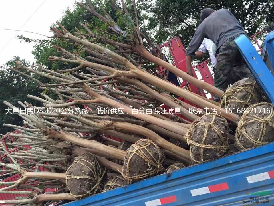 浙江地區(qū)大量出售紫薇，量大從優(yōu)，紫薇價(jià)格