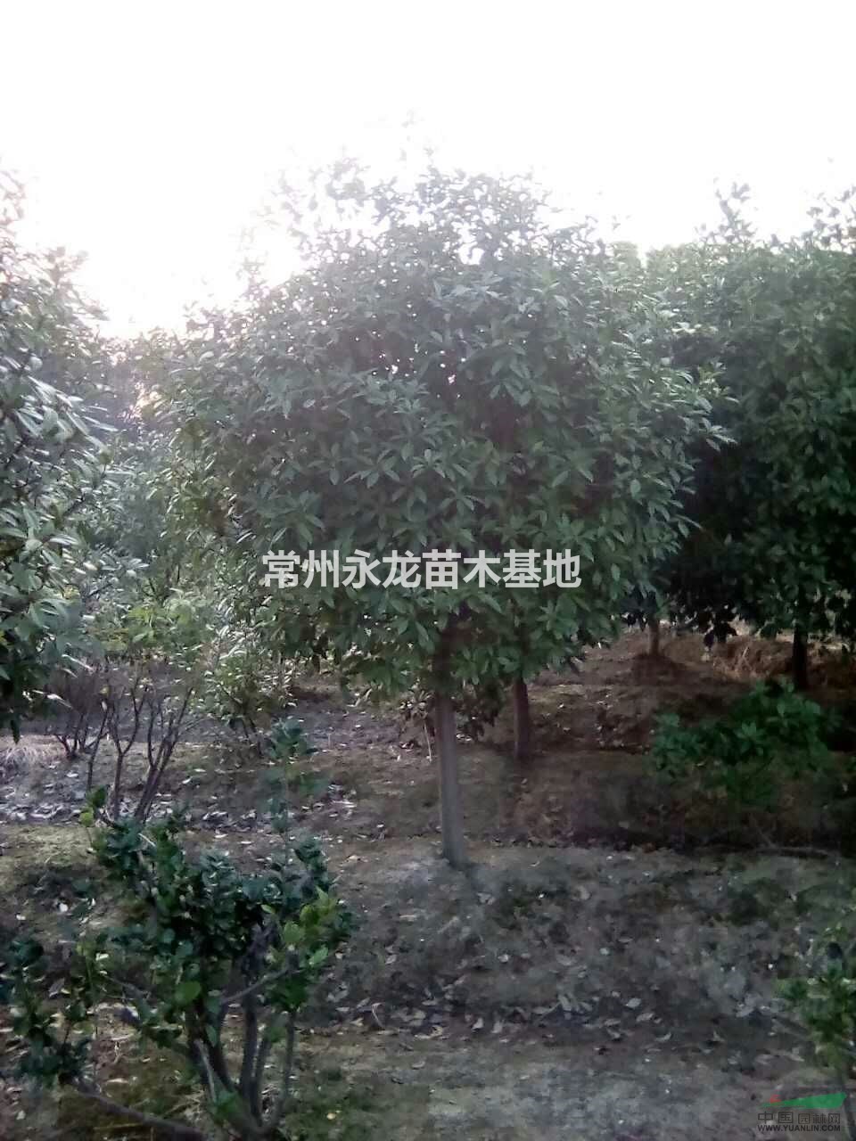 常州红头石楠