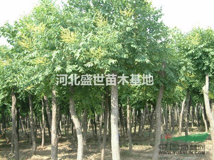 优质的栾树种植基地 专业种植栾树