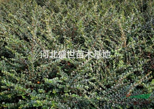 专业的平枝荀子种植基地