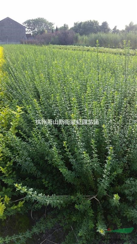 迎春，迎春供應(yīng)，蕭山苗木，2020年迎春低價格