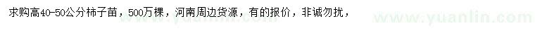 求購高40-50公分柿子苗