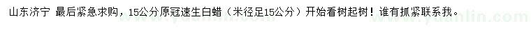 求購15公分速生白蠟