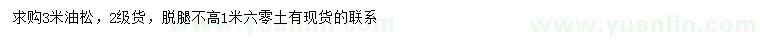 求購3米油松