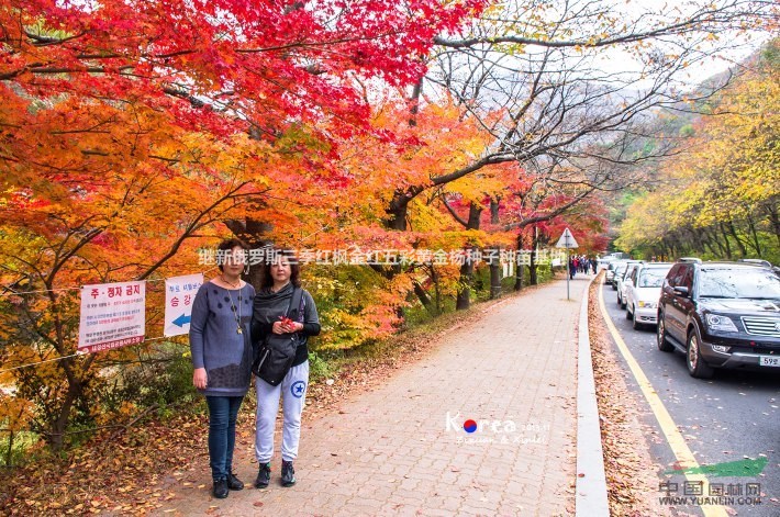 西疇槭俄羅斯三季紅西疇槭 俄羅斯四季紅楓西疇槭 吉林三季紅楓