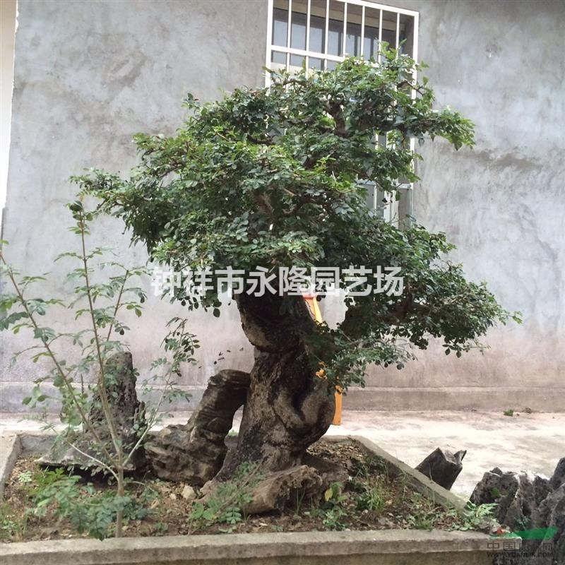 湖北對(duì)節(jié)白蠟盆景
