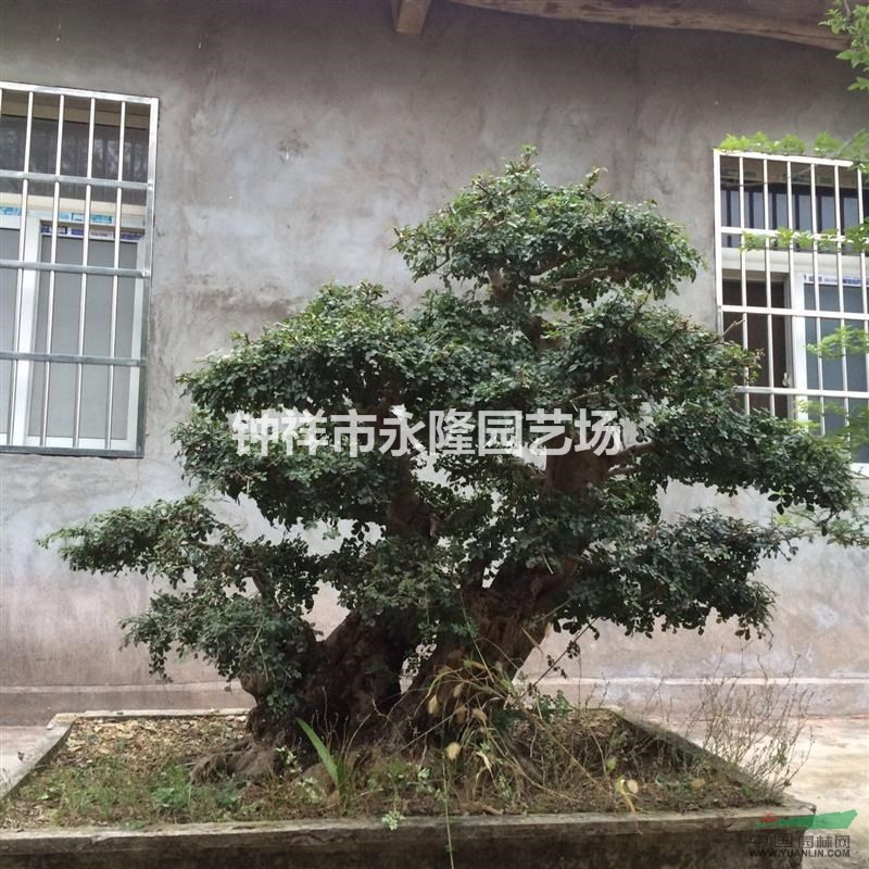 湖北對(duì)節(jié)白蠟盆景