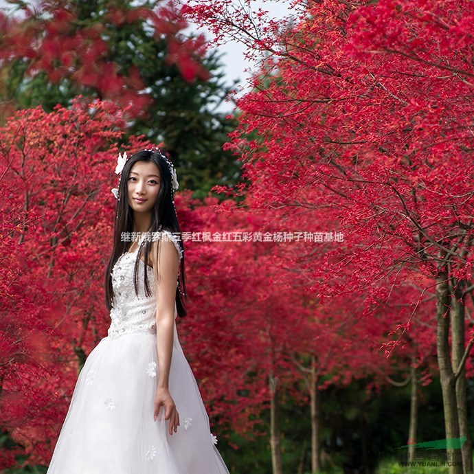 A24三季紅楓-5.1全球最紅紅楓品種俄羅斯三季紅楓苗供銷中