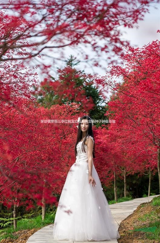A24三季紅楓-5.1全球最紅紅楓品種俄羅斯三季紅楓苗供銷中