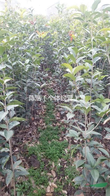 江苏桂花苗供应、桂花实图