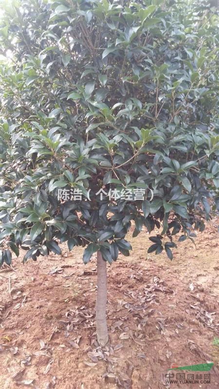 江苏桂花苗供应、桂花实图