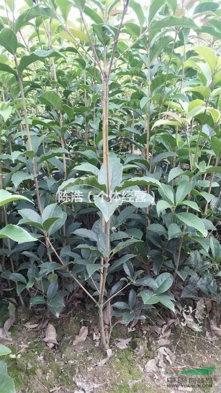 江苏桂花苗供应、桂花实图
