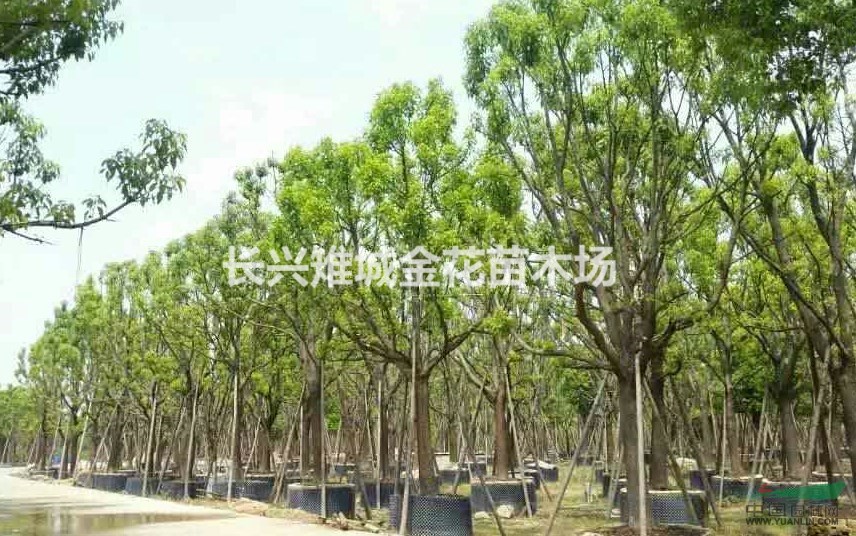 浙江香樟，長興香樟袋苗