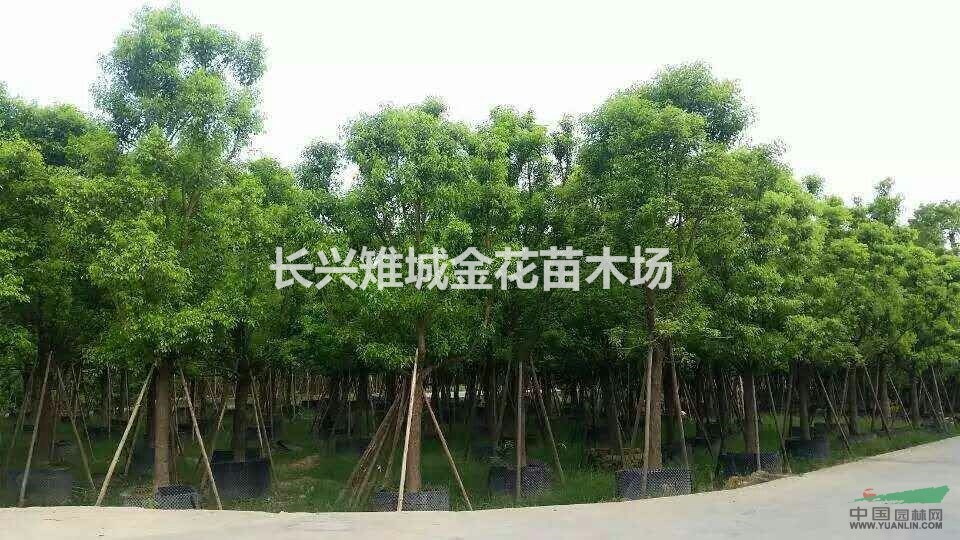 全冠香樟、長(zhǎng)興供應(yīng)香樟