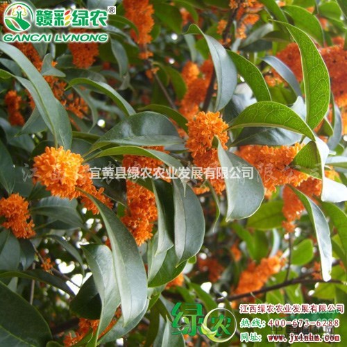 速生紅丹桂 供應丹桂苗 正宗桂花樹苗 速生桂花 速生丹桂