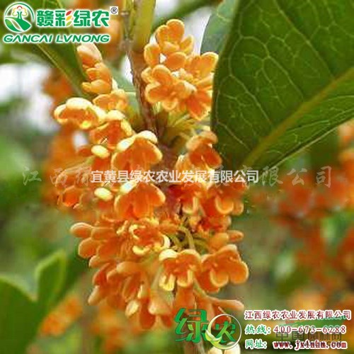 月月紅桂 供應(yīng)四季桂小苗 月月桂花樹苗 月月紅桂小苗供應(yīng)采購