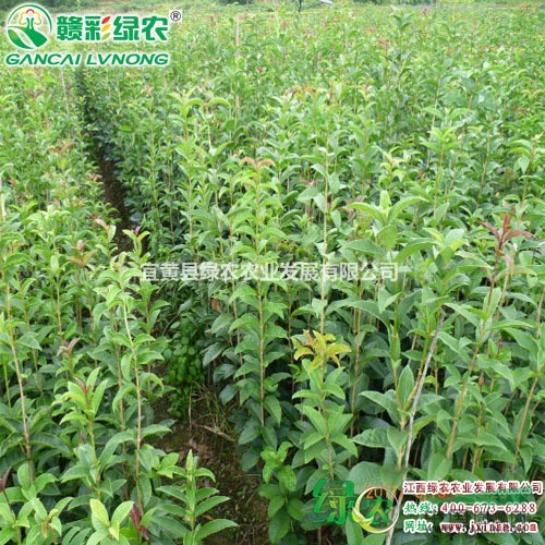 月月紅桂 供應(yīng)四季桂小苗 月月桂花樹苗 月月紅桂小苗供應(yīng)采購