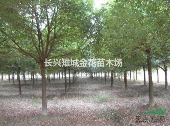 全冠香樟直生苗