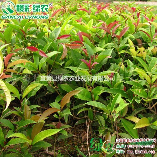 中華龍桂 秋桂樹苗價格 龍桂小苗 十月桂花 龍桂小苗價格 