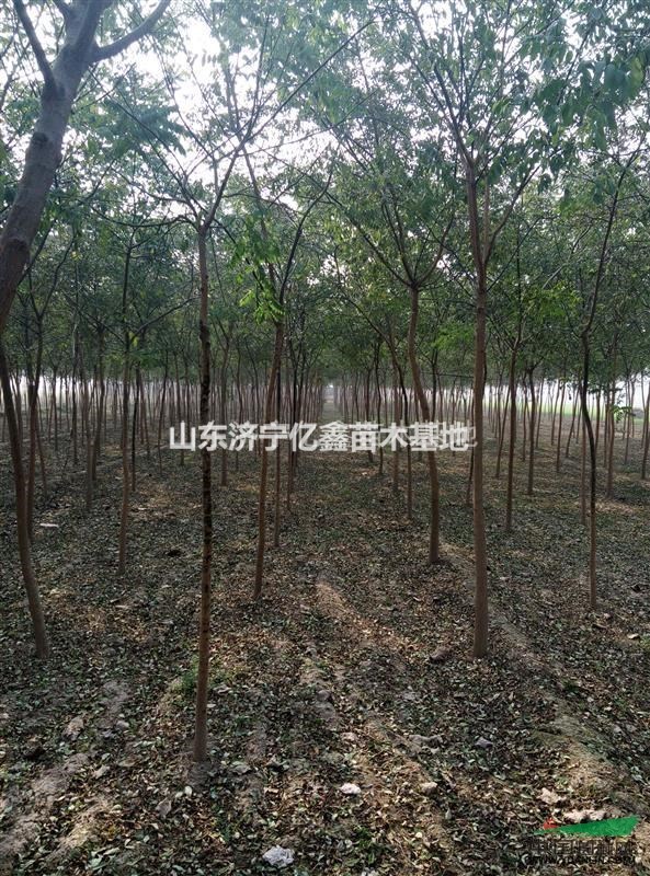 一年生皂角小苗價(jià)格1.5-2.5米高
