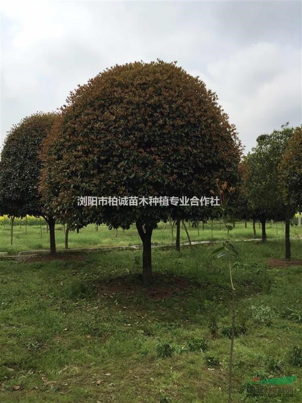 15公分桂花批發(fā)；湖南精品桂花，紅葉石楠