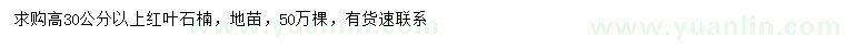 求購高30公分以上紅葉石楠