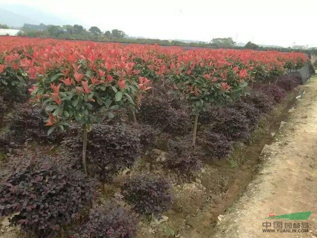 安徽紅葉石楠球