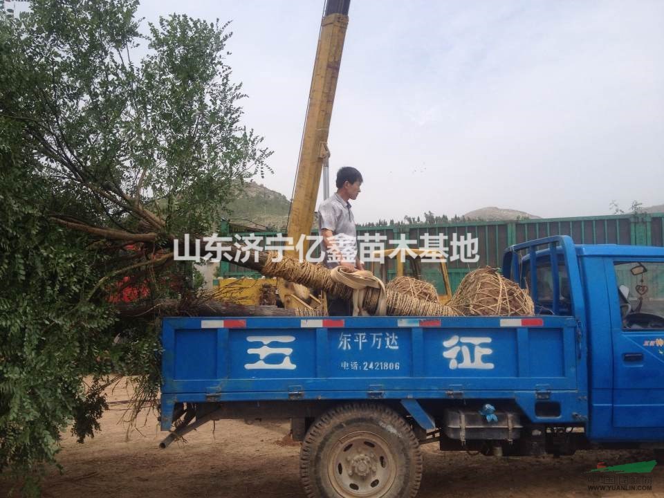 20公分國槐二年冒國槐價格，國槐圖片