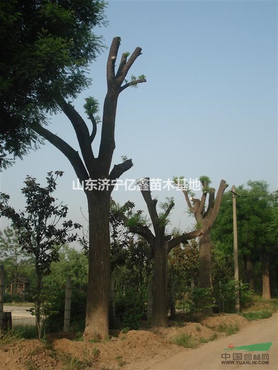 大國槐35公分40公分國槐二年冒價(jià)格便宜