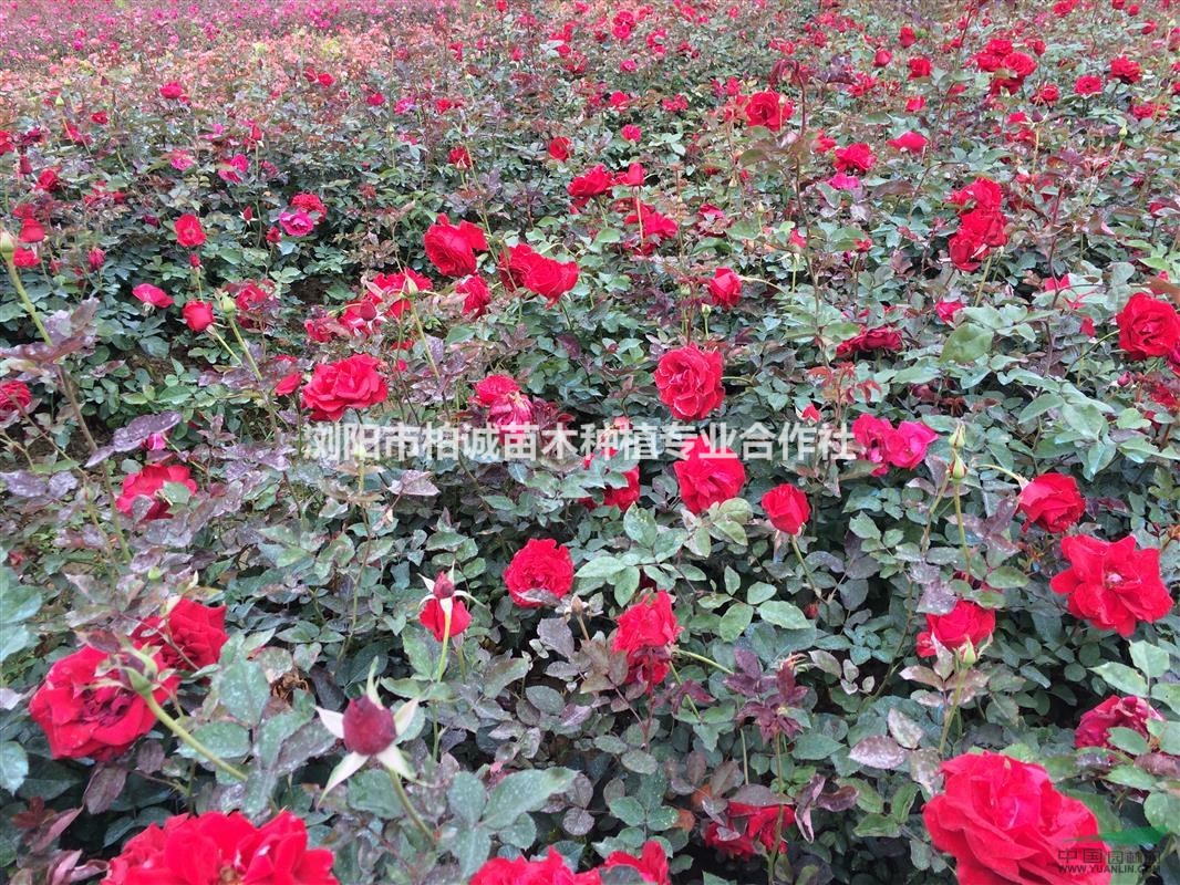 月季，月季價格，月季批發(fā)，豐花月季，大花月季