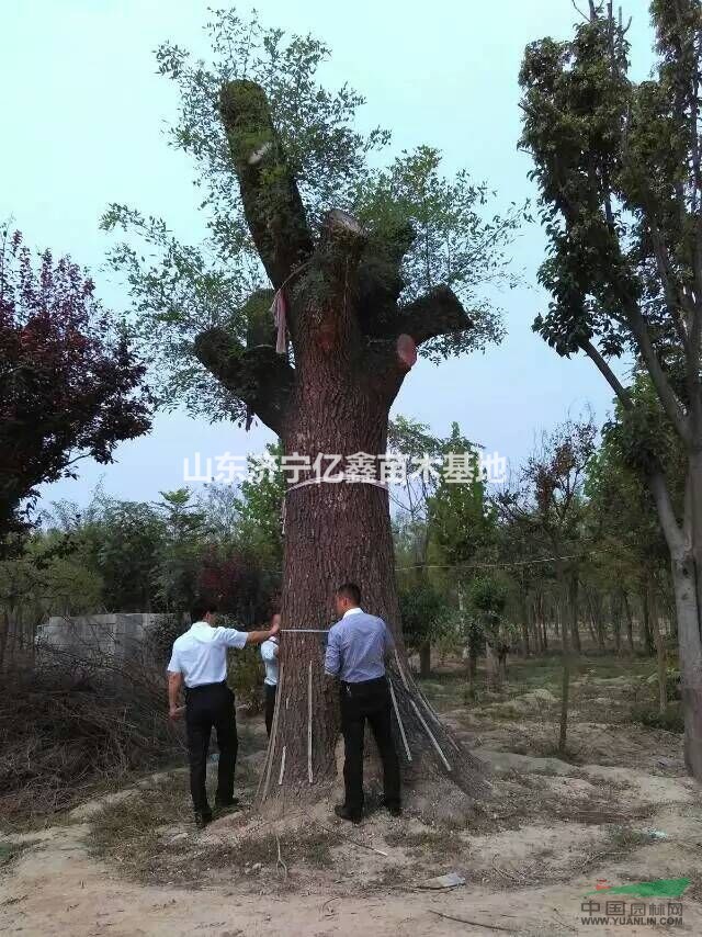 100公分大國槐價格圖片報價