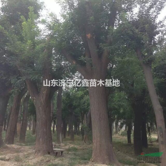 100公分大國槐價格圖片報價