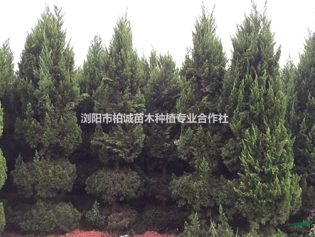 龍柏，龍柏球，龍柏樹，龍柏球價(jià)格，龍柏球批發(fā)，龍柏樹價(jià)格