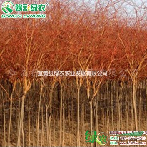 美國變色龍柳 長勢快 江西變色龍柳小苗供應包成活 變色柳苗木