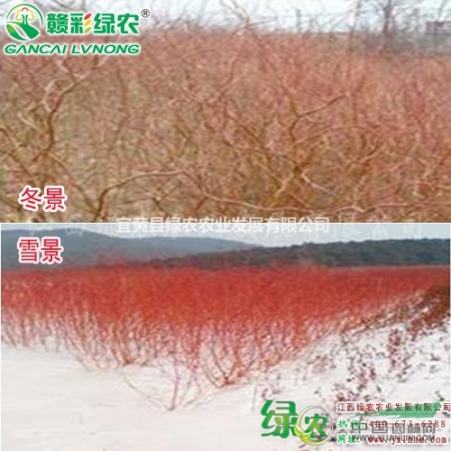 美國變色龍柳 長勢快 江西變色龍柳小苗供應包成活 變色柳苗木