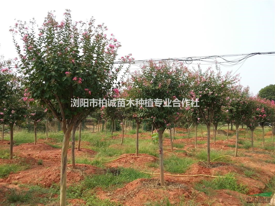 大量供應(yīng)紫薇；8公分紫薇價(jià)格；5公分紫薇