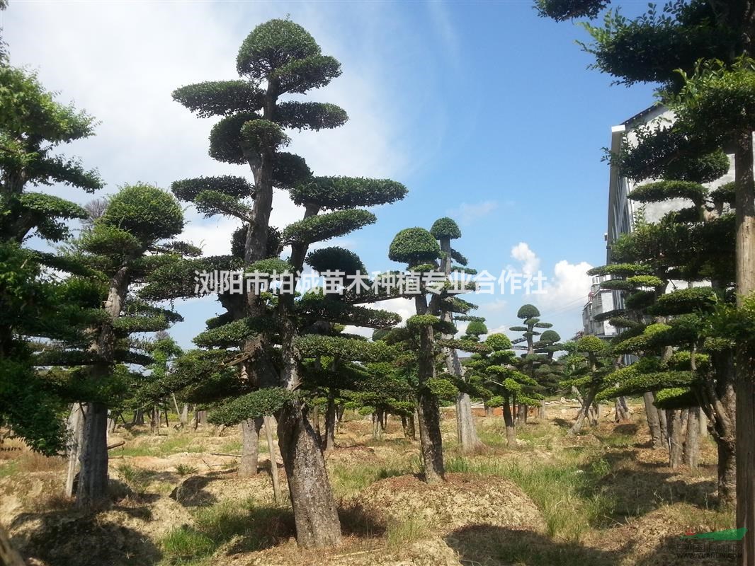 造型黃金榆樹；造型黃金榆樹樁景，榆樹